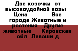 Две козочки  от высокоудойной козы › Цена ­ 20 000 - Все города Животные и растения » Другие животные   . Кировская обл.,Леваши д.